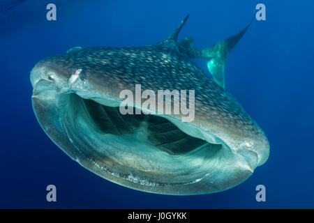 Walhai, Rhincodon Typus, Cenderawasih-Bucht, West Papua, Indonesien Stockfoto