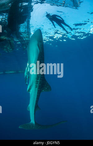 Walhai unter Angeln Plattform Rhincodon Typus, Cenderawasih-Bucht, West Papua, Indonesien Stockfoto