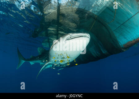 Walhai unter Angeln Plattform Rhincodon Typus, Cenderawasih-Bucht, West Papua, Indonesien Stockfoto