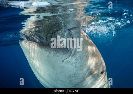 Walhai, Rhincodon Typus, Cenderawasih-Bucht, West Papua, Indonesien Stockfoto