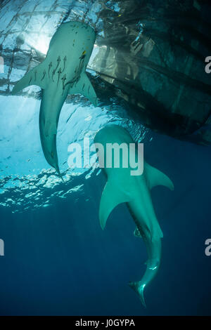 Walhai unter Angeln Plattform Rhincodon Typus, Cenderawasih-Bucht, West Papua, Indonesien Stockfoto