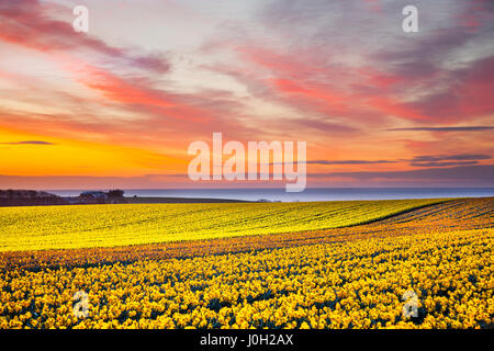 Rote schottische Sonnenaufgänge und gelbe Felder mit Frühlingsblumen in Kinneff, Aberdeenshire. April 2014. Wetter in Großbritannien. Ein landwirtschaftlicher Familienbetrieb, der Narzissen für den Export anbaut. Angus und Aberdeen haben über 1.300 Hektar Narzissen und sind einer der führenden Exporteure von Narzissen weltweit. Nichts bereitet Sie auf Ihren ersten Blick auf die riesigen Narzissenfelder bei Logie, südlich von Montrose, vor. Gelbe, weiße und cremige Blumen vermischen sich mit dem Grün der Blüten, die noch im Knospen sind, und schaffen einen lebendigen Kontrast zu den gedämpften Brauntönen der umliegenden britischen April-Landschaft. Stockfoto