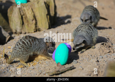 London, UK. 13. April 2017. 6 Jahre alt jagen Robbie, Erdmännchen (Suricata Suricatta) schließt sich in mit der Oster-Spaß, indem er ein Osterei mit papier Papiermache Eiern gefüllt mit leckeren frischen Gemüse ausgehöhlt. Tierpfleger im Zoo von London versteckten Eiern im Erdmännchen-Gehege. Bildnachweis: Dinendra Haria/Alamy Live-Nachrichten Stockfoto