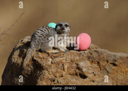 London, England, Vereinigtes Königreich. 13. April 2017. Tierpfleger geben eine Osterüberraschung für Erdmännchen im ZSL London Zoo, UK. per Kreditkarte: siehe Li/Alamy Live News Stockfoto