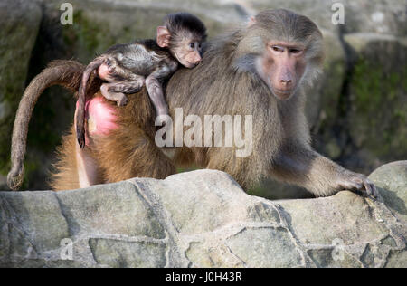 Berlin, Deutschland. 13. April 2017. Ein Pavian trägt eine junge auf dem Rücken im Zoo ("Zoologischer Garten") in Berlin, Deutschland, 13. April 2017. Foto: Kay Nietfeld/Dpa/Alamy Live News Stockfoto