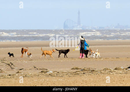 Southport, Merseyside. 13. April 2017. Großbritannien Wetter.  Einen kühlen, aber sonnigen Tag in der North West Badeort Southport in Merseyside.  Es wird einen luftigen Tag mit variablen Mengen von Cloud und sonnig aber dies wird nicht aufhören, Menschen, die in Richtung zum Strand für eine gute Zeit über die Schule Osterferien.  Bildnachweis: Cernan Elias/Alamy Live-Nachrichten Stockfoto