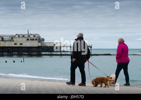 Aberystwyth Wales UK, Donnerstag, 13. April 2017 UK Wetter: Passanten ihre Hunde am Meer promenade an einem kalten aber hellen und luftigen Tag in Aberystwyth, Wales, am Vorabend von Ostern Bank Holiday Wochenende Foto Credit: Keith Morris/Alamy Live News Stockfoto