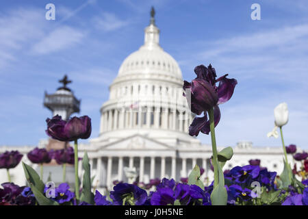 Washington, USA. 13. April 2017. Das US-Kapitol mit Tulpen im Vordergrund in Washington, am 13. April 2017. Bildnachweis: Alex Edelman/ZUMA Draht/Alamy Live-Nachrichten Stockfoto