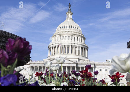 Washington, USA. 13. April 2017. Das US-Kapitol mit Tulpen im Vordergrund in Washington, am 13. April 2017. Bildnachweis: Alex Edelman/ZUMA Draht/Alamy Live-Nachrichten Stockfoto