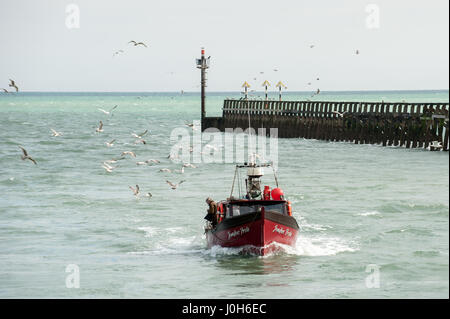 Möwen Herde um ein Fischerboot, wie es zu Hafen in Littlehampton, West Sussex, England. Stockfoto