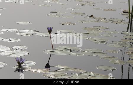 Nyal, Süd-Sudan. 28. März 2017. Seerosen in den Sümpfen des Weißen Nil River nahe Nyal, Süd-Sudan, 28. März 2017. Foto: Jürgen Bätz/Dpa/Alamy Live News Stockfoto