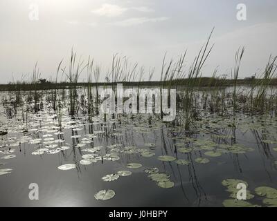 Nyal, Süd-Sudan. 28. März 2017. Seerosen in der Morgensonne in den Sümpfen des Weißen Nil River nahe Nyal, Süd-Sudan, 28. März 2017 gesehen. Das Gebiet befindet sich im sudanesischen Bundesstaat Unity, der Region von Hungersnot im Land am stärksten betroffen. Foto: Jürgen Bätz/Dpa/Alamy Live News Stockfoto