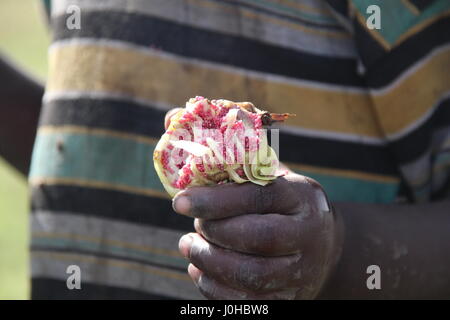 Nyal, Süd-Sudan. 24. März 2017. Ein Kind hält eine geöffnete Seerose in den Sümpfen des Weißen Nil River nahe Nyal, Süd-Sudan, 24. März 2017. Das Gebiet befindet sich im sudanesischen Bundesstaat Unity, der Region von Hungersnot im Land am stärksten betroffen. Eltern werden ihre Kinder gelegentlich eine rohe Seerose um sie bis zur nächsten Mahlzeit zu überbrücken überreichen. Foto: Jürgen Bätz/Dpa/Alamy Live News Stockfoto