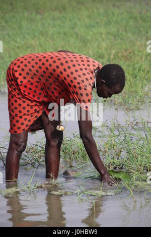 Nyal, Süd-Sudan. 27. März 2017. Magai Mayak Gatbuok sucht nach essbaren Seerosen in den Sümpfen des Weißen Nil River nahe Nyal, Süd-Sudan, 27. März 2017. Das Gebiet befindet sich im sudanesischen Bundesstaat Unity, der Region von Hungersnot im Land am stärksten betroffen. Sie braucht etwa 50 der Knospen, eine ganze Mahlzeit für ihre Familie vorzubereiten. Foto: Jürgen Bätz/Dpa/Alamy Live News Stockfoto