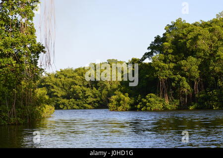 Bilder, die während der Tour von Caroni Bird Sanctuary, Trinidad und Tobago Stockfoto