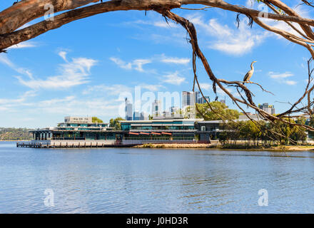 Australasian Darter thront auf einem Ast in der Nähe der neuen Ku De Ta Restaurants entlang der Swan River, Punkt Fraser, Perth, Western Australia, Australien Stockfoto