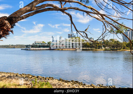 Australasian Darter thront auf einem Ast in der Nähe der neuen Ku De Ta Restaurants entlang der Swan River, Punkt Fraser, Perth, Western Australia, Australien Stockfoto