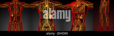 3D Rendering medizinische Illustration des lymphatischen Systems Stockfoto