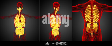 3D Rendering medizinische Illustration des menschlichen Magen-Darm-System und Atmungssystem Stockfoto