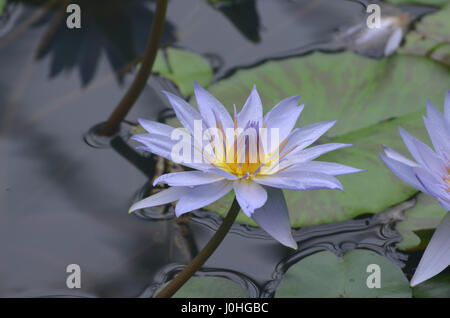 Wassergarten mit einem Lavendel farbige Seerose Blüte. Stockfoto