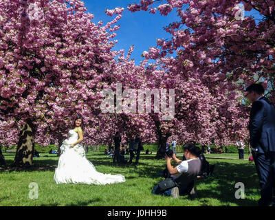 Antony, Frankreich, Menschen genießen Kirschblüten in voller Blüte im Parc de Sceaux, Frühlingsblumen, chinesische Hochzeit, Fotograf macht Fotos Stockfoto