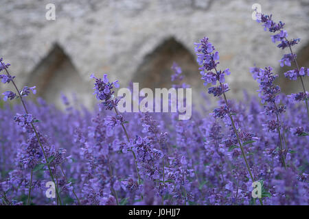 Violetten Blüten in alte Stadt von Tallinn Stockfoto