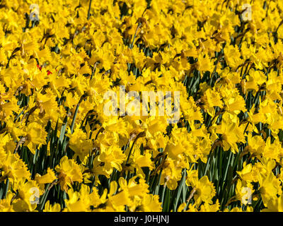 Leuchtend gelbe Narzissen wachsen draußen in der Sonne Stockfoto