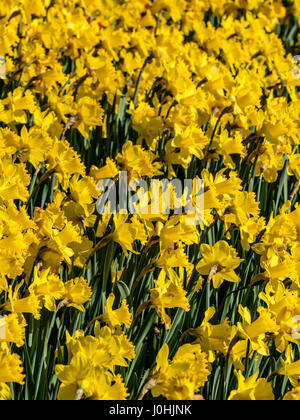 Leuchtend gelbe Narzissen wachsen draußen in der Sonne Stockfoto