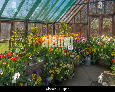 Gewächshaus voller Frühlingsblumen Stockfoto