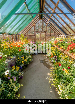 Gewächshaus voller Frühlingsblumen Stockfoto