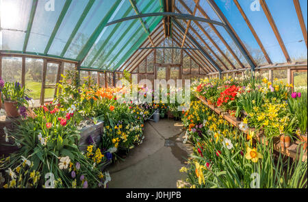 Gewächshaus voller Frühlingsblumen Stockfoto