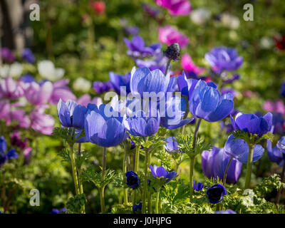 Garten-Anemone (Anemone Coronaria. Gruppe de Caen) Stockfoto