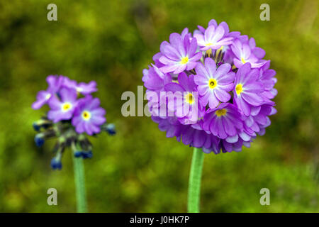 Primula Verbreitungsgebiet Drumstick Primeln Stockfoto