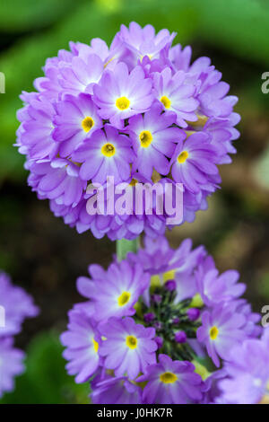 Primula Verbreitungsgebiet Drumstick Primeln Stockfoto