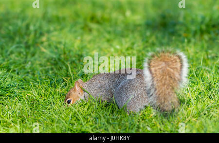 Grau-Eichhörnchen (Sciurus Carolinensis) auf dem Rasen. Stockfoto