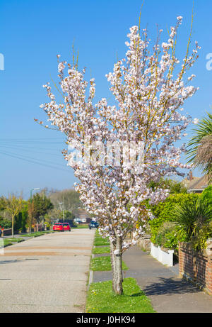 Rosa Blüten an einem kleinen Baum in einer Wohnstraße im Frühjahr, im Vereinigten Königreich. Stockfoto