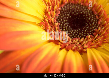 Leuchtend gelb und Orange Gerbera Daisy Stockfoto
