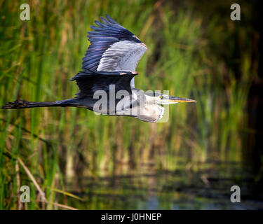 Ein Great Blue Heron ergreift die Flucht in die Everglades. Stockfoto