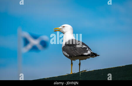 Einsame Aufruf weniger schwarz Gull, Larus fuscus, mit einem Winkenden blurry Saltire Flagge im Hintergrund gegen einen strahlend blauen Himmel Stockfoto