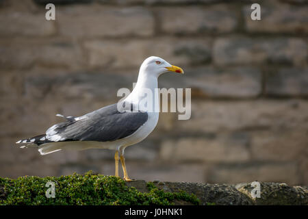 In der Nähe der Einsamen weniger schwarz backed Gull, Larus fuscus, mit Sandstein Mauer Hintergrund, Schottland, Großbritannien Stockfoto