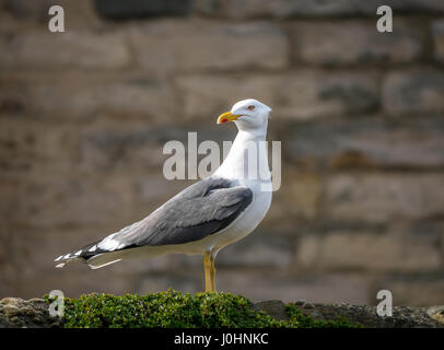 In der Nähe der Einsamen weniger schwarz backed Gull, Larus fuscus, mit Sandstein Mauer Hintergrund, Schottland, Großbritannien Stockfoto