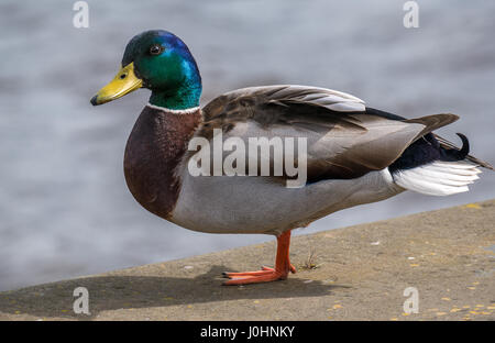 Nahaufnahme der männlichen Stockente, Anas platyrhynchos, mit verschwommenem wässrigen Hintergrund, Edinburgh, Schottland, Großbritannien Stockfoto