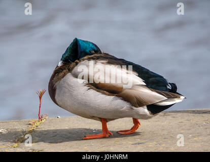 Nahaufnahme der männlichen Stockente mit Kopf in Federn und wässrigem Hintergrund, Edinburgh, Schottland, Großbritannien Stockfoto