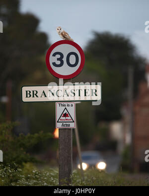 Schleiereule Tytp Alba auf 30 km/h Höchstgeschwindigkeit Schild am Brancaster North Norfolk Stockfoto