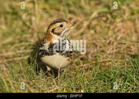 Lappland Bunting Calcarius Lapponicus männlich Überwinterung bei Blakeney North Norfolk März Stockfoto