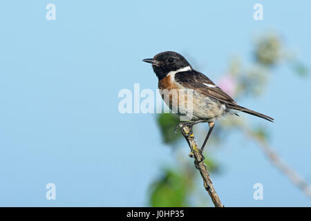 Schwarzkehlchen Saxicola Rubicola männlichen Weybourne North Norfolk Sommer Stockfoto