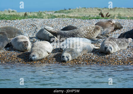 Seehunde (Hafen) mit auf Blakeney Point Norfolk Sommer Stockfoto