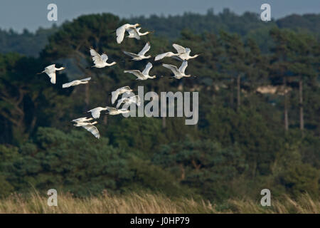 Eurasische Löffler-Platalea Leucorodia Herde am Titchwell Norfolk Sommer Stockfoto