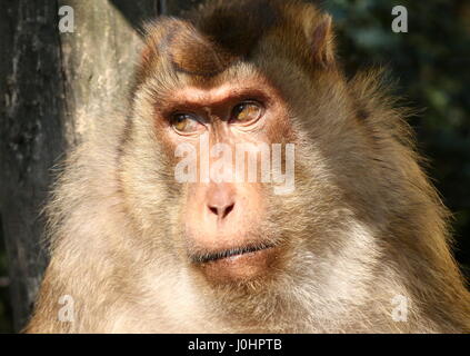 Reifen männlichen südlichen Schwein-tailed Macaque (Macaca Nemestrina) Nahaufnahme des Kopfes. Stockfoto
