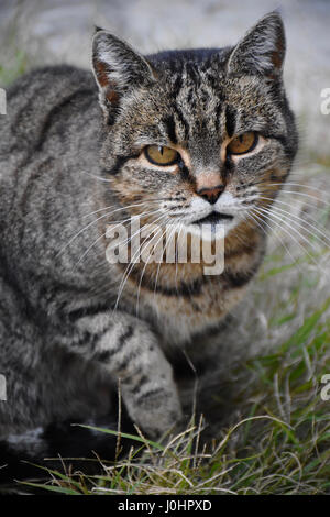 Foto einer gezähmten Katze kommend in Richtung der Kamera, mit einer fast bedrohliche Haltung. Stockfoto